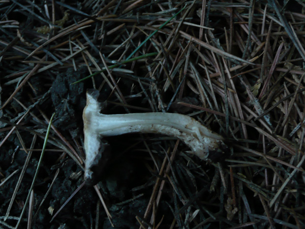 Agaricus sp.